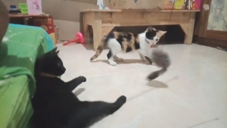 ROFL Alert! Pets Unleash Their Hilarious Antics in this Must-Watch Funny Video Compilation!