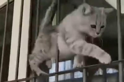 This Athletic Cat Will Leave You in Stitches with Their Hilarious Sports Skills!