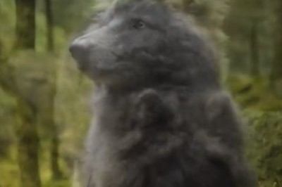 This Awesome Dog's Hilarious Antics Will Make Your Day!