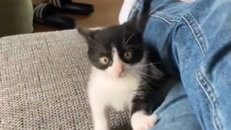 Tiny Cat, Big Attitude Alert! Prepare to be Amazed by the Hilarious Antics of This Rebellious Feline Dynamo!