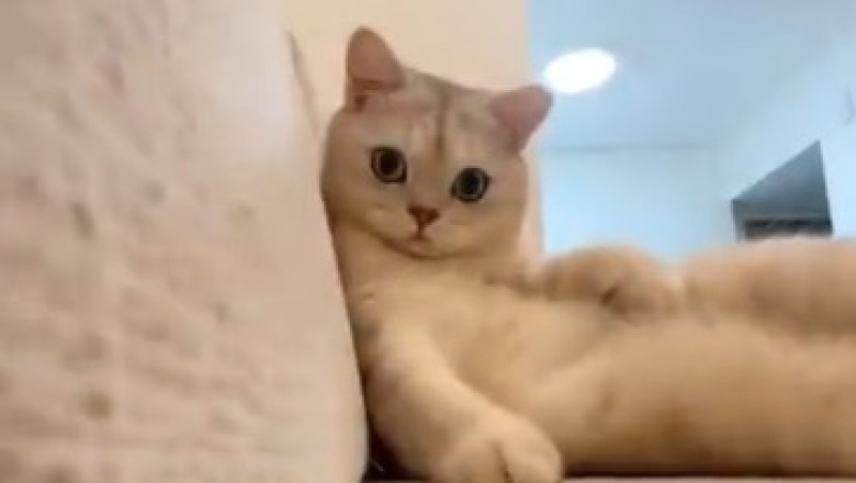 Unleash the Catitude: Hilarious Cat Takes Sofa Sitting to a Whole New Level!