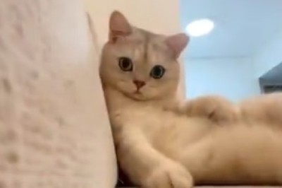 Unleash the Catitude: Hilarious Cat Takes Sofa Sitting to a Whole New Level!