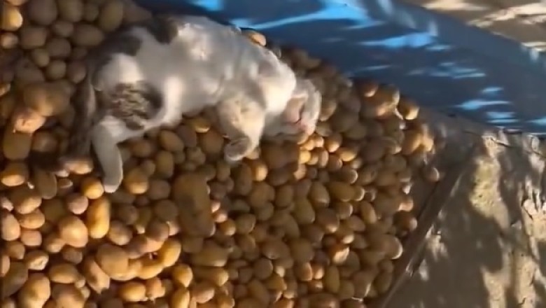 Unlikely Guardian! Sleeping Cat Protects Potatoes with Unbeatable Cuteness - A Hilarious Must-Watch!