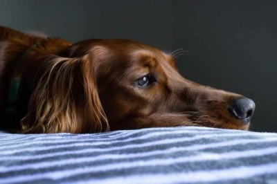 5 Expert Tips for a Stress-Free Vacation with your Beloved Pets