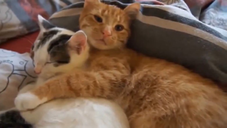 Double the Cuteness, Double the Laughs: Adorable Cats Form Unbreakable Friendship!
