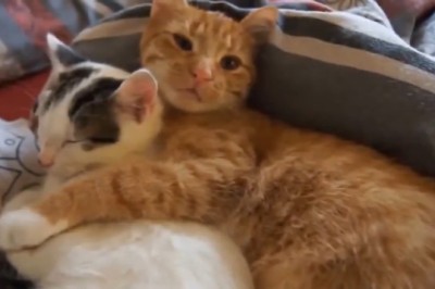 Double the Cuteness, Double the Laughs: Adorable Cats Form Unbreakable Friendship!