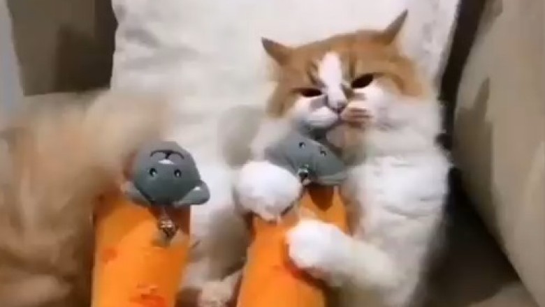 Hilarious Cat Becomes a Certified Leg Massage Therapist - Watch the Purrfect Session Unfold!