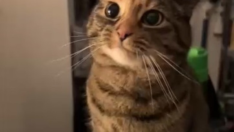 Hilarious Cat Demands Answers, Leaves Humans Speechless!