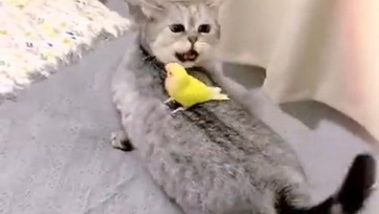 Hilarious Cat vs. Stubborn Chick Showdown: When a Cat Refuses to Get Off the Back of an Unamused Feathered Friend!