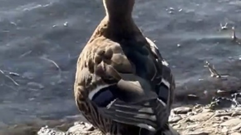 Hilarious Goose Spreads Pure Joy at the River's Edge!