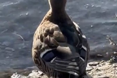 Hilarious Goose Spreads Pure Joy at the River's Edge!