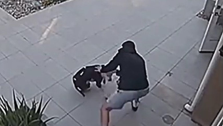 Hilarious Showdown: Man Saves the Day, Foiling a Mischievous Dog's Daring House-Attack Plan!