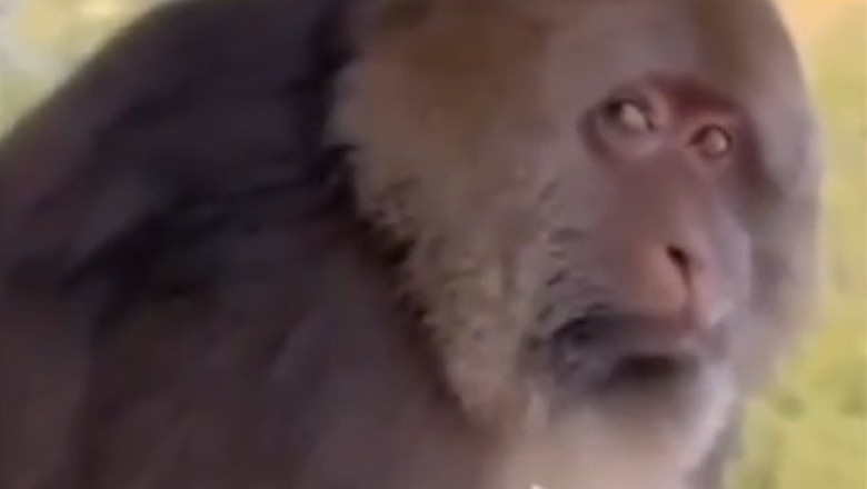 Hysterical Monkey's Priceless Reaction When a Man Offers Him a Banana - You Won't Believe Your Eyes!