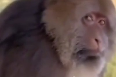 Hysterical Monkey's Priceless Reaction When a Man Offers Him a Banana - You Won't Believe Your Eyes!