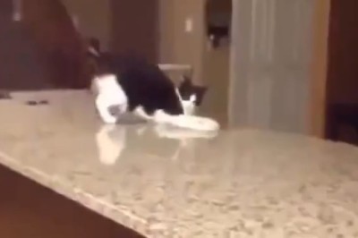 Purrfect Rhythm: Hilarious Cat Busts Out Samba Moves That'll Leave You Speechless!