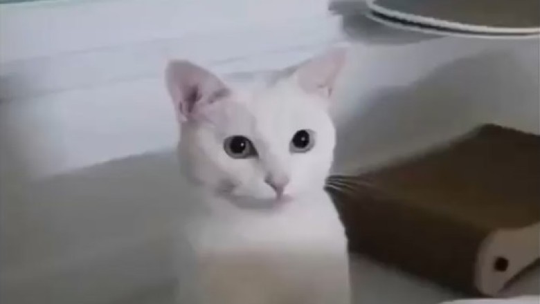 The Hilariously Nonchalant Cat Who Thinks It's the Supreme Ruler of the Universe!