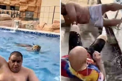 Watch as Friends Flee Pool Invaded by Tiger: Their Unexpected Agility Leaves Internet in Stitches!