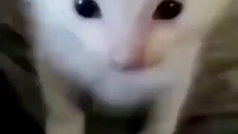 Watch This Rebel Cat's Hilarious Quest for Kitty Liberation!