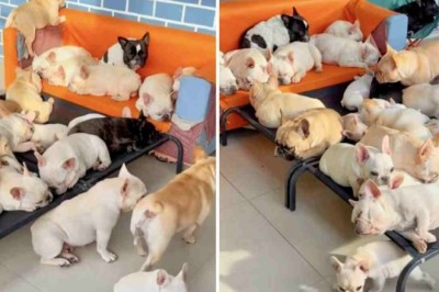 Captivating Canine Kinship: Heartwarming Video of French Bulldogs Steals Internet's Affection