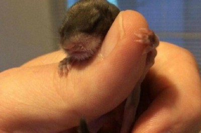 Rescued Squirrel Finds Unlikely Family and Forever Home, Defies Expectations!