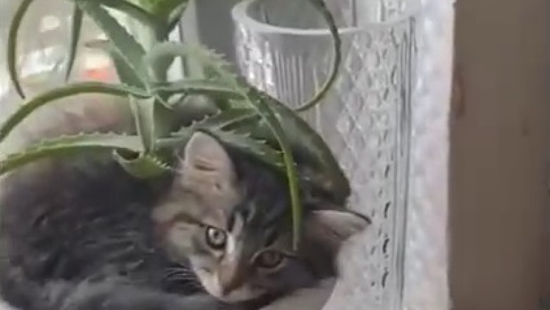Adorably Hilarious Feline Naptime: Watch as a Cat Takes an Unexpectedly Cozy Retreat in a Rose Pot!