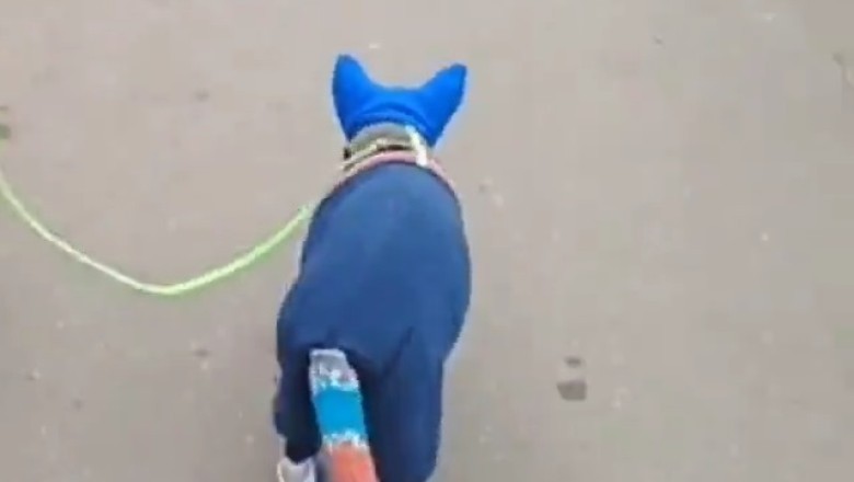 Cat Fashion Show Extravaganza! Watch as This Hilariously Stylish Feline Rocks the Most Unbelievable Outfits!