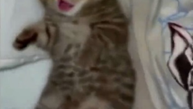 Cutest Alarm Clock Ever! Watch This Hilarious Video of a Sleepy Kitten Trying to Resist the Urge to Snooze!