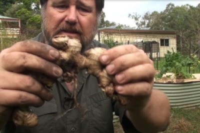 Discover the Sweet and Spicy Delight of Crystallized Ginger - A Culinary Journey!