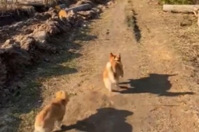 Double the Fun: Hilarious and Heartwarming Moments of Two Wonderful Dogs that Will Leave You in Stitches!