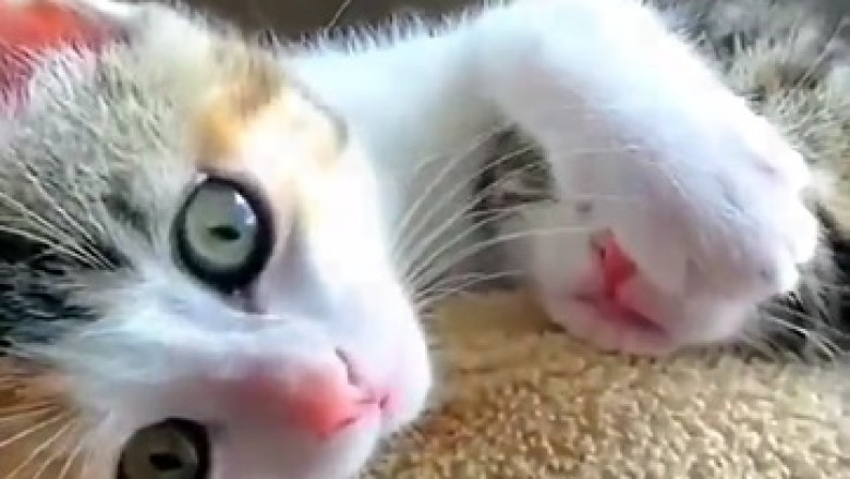 Hilarious Cat and Kitten Take Over the Internet with Their Adorable Antics!