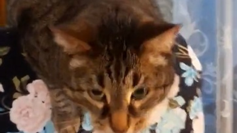 Hilarious Cat Bounces Off the Sofa with the Grace of a Trampoline! You Won't Believe Your Eyes!