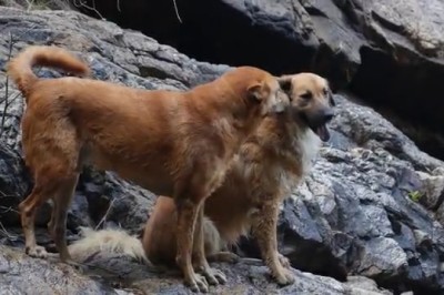 Hilarious Dog Duo Embark on Epic Adventure in the Wild! Watch as They Conquer the Great Outdoors with their Unforgettable Antics!