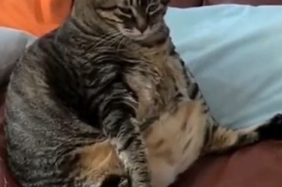 Hilarious Fat Cat Takes Over the Internet! Prepare for Nonstop Laughter with This Round and Purr-ecious Feline!