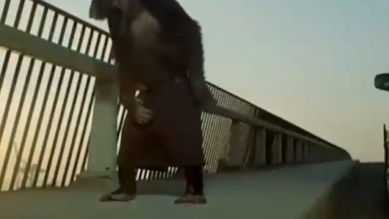 Monkey Takes Justice into its Own Hands! Watch as a Clever Primate Teaches a Thief a Lesson!