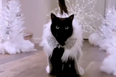 This Cat's Couture Catastrophe Will Leave You in Stitches! Watch as He Struts His Stuff in Outrageously Hilarious Outfits!