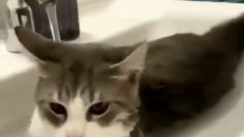 This Hilarious Cat's Aquatic Adventure Will Make Your Jaw Drop! Watch as He Turns Bath Time into an Adorable Splash Zone!