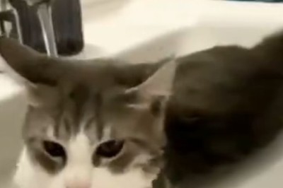 This Hilarious Cat's Aquatic Adventure Will Make Your Jaw Drop! Watch as He Turns Bath Time into an Adorable Splash Zone!