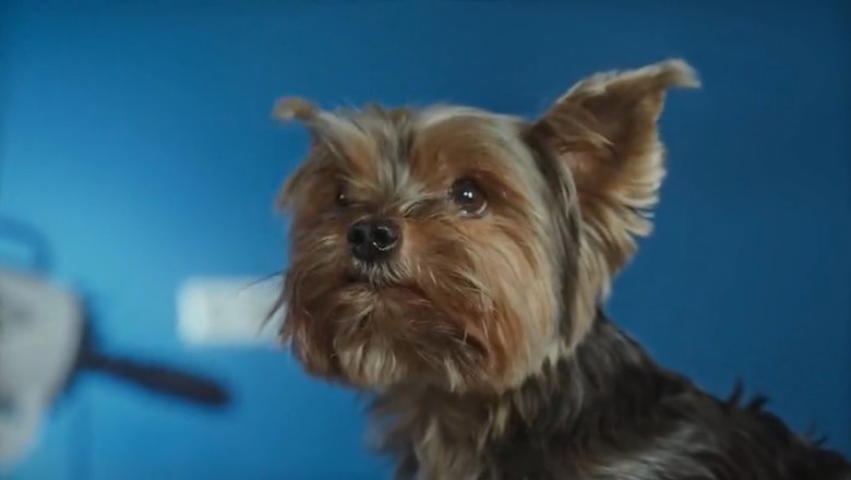 Tiny Dog's Big Personality Takes the Internet by Storm! Prepare to LOL!