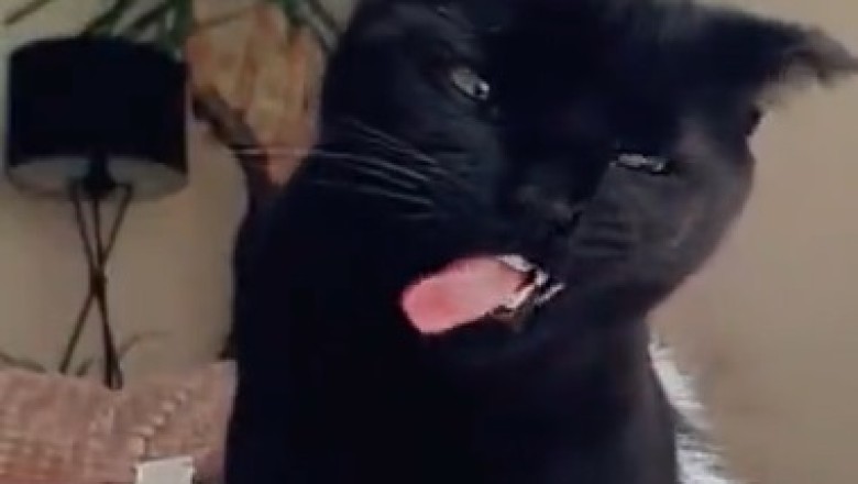 What Happens When Cats Go on a Quirky Adventure? Prepare for Belly Laughs in This Hilarious Video!