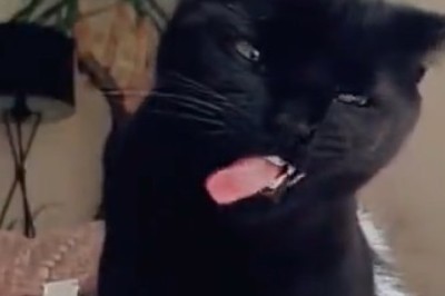 What Happens When Cats Go on a Quirky Adventure? Prepare for Belly Laughs in This Hilarious Video!