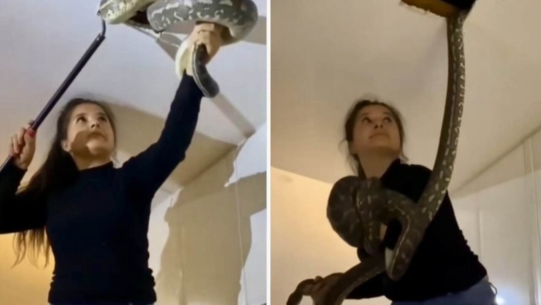 Fearless Woman's Incredible Encounter: Capturing Two Giant Snakes on House Ceiling
