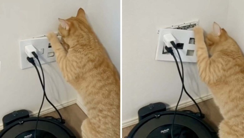 Hilarious Video of Curious Cat Unleashes Internet Craze