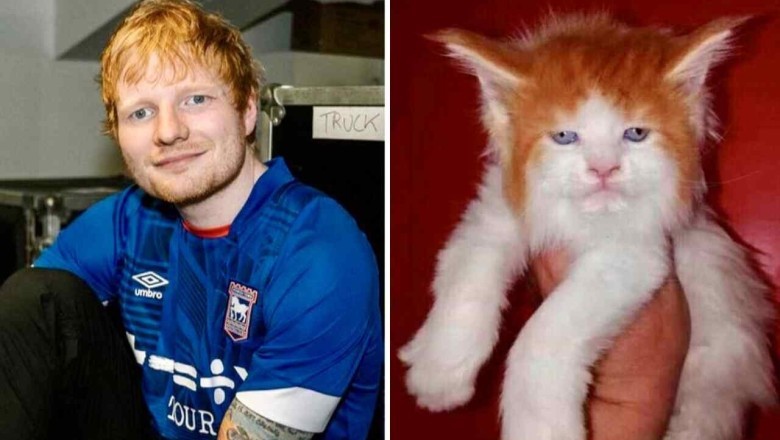 Internet Melts Over Feline Doppelganger of Ed Sheeran: The Uncanny Cat Lookalike Taking the World by Storm!