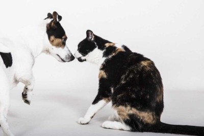Master the Art of Pet Integration: Expert Guide to Introducing a New Cat to Your Household!
