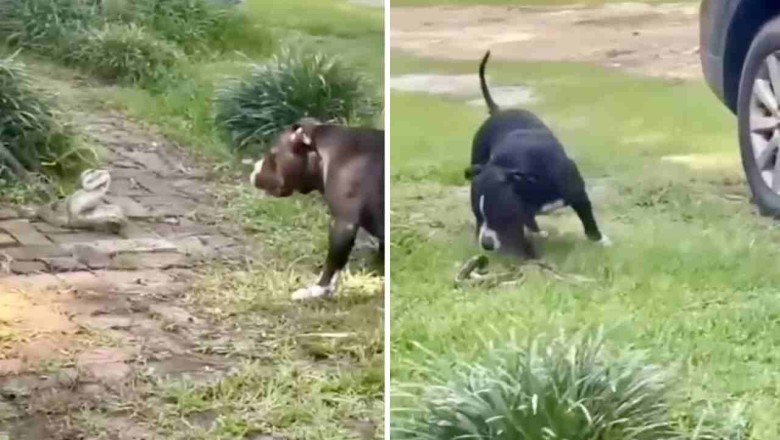 Unbelievable Footage: Dog and Snake Locked in Epic Battle for Survival