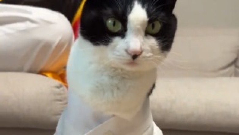 Cat Training for the Circus: Hilarity Ensues!