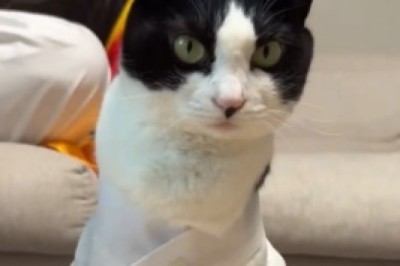 Cat Training for the Circus: Hilarity Ensues!