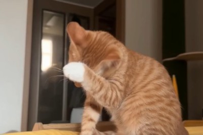 The Adventures of Whiskers: A Hilarious Cat's Life