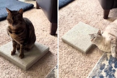 The Purr-fect Trend: Why Cats Are Obsessed with Concrete Slabs!