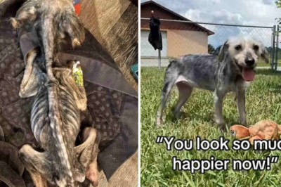 We Didn't Think She Would Make It": Hazel's Journey from Despair to Joy